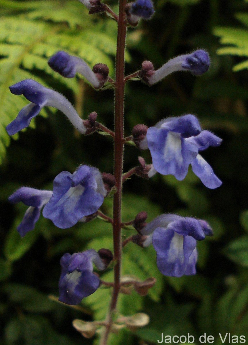 Scutellaria violacea var. violacea Heyne ex Benth.